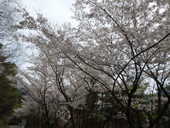 滝畑ダムの桜
